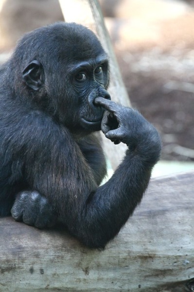 profile-picture